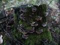 Trametes versicolor - Schmetterlings Tramete - Weferlingen