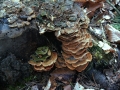 Trametes versicolor - Schmetterlings Tramete - Weferlingen