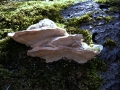 Trametes&nbsp;gibbosa&nbsp;-&nbsp;Buckel Tramete&nbsp;-&nbsp;Weferlingen