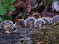 Trametes versicolor - Schmetterlings Tramete - Weferlingen