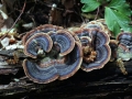 Trametes versicolor - Schmetterlings Tramete - Weferlingen