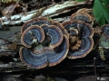 Trametes versicolor - Schmetterlings Tramete - Weferlingen