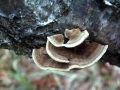 Trametes versicolor - Schmetterlings Tramete - Weferlingen