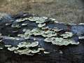 Trametes hirsuta - Striegelige Tramete - Weferlingen