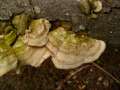 Trametes hirsuta - Striegelige tramete - Weferlingen