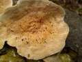 Trametes hirsuta - Striegelige tramete - Weferlingen