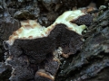 Trametes suaveolens - Anis Tramete - Weferlingen