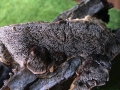 Trametes suaveolens - Anis Tramete - Weferlingen