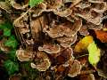 Trametes versicolor - Schmetterlings - Tramete - Weferlingen