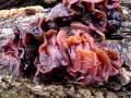 Tremella foliacea - Rotbrauner Zitterling;Blattartiger Zitterling - Hdingen