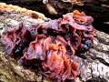 Tremella foliacea - Rotbrauner Zitterling;Blattartiger Zitterling - Hdingen