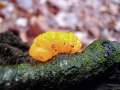 Tremella&nbsp;mesenterica&nbsp;-&nbsp;Goldgelber Zitterling&nbsp;-&nbsp;H�dingen