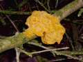 Tremella&nbsp;mesenterica&nbsp;-&nbsp;Goldgelber Zitterling&nbsp;-&nbsp;H�dingen