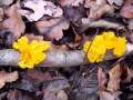 Tremella mesenterica - Goldgelber Zitterling - Hdingen