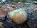 Tremella encephala - Kiefern -Kernling - Weferlingen