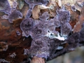 Trichaptum abietinum - Gemeiner Violettporling - Weferlingen