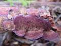 Trichaptum hollii - Zahnförmiger Violettporling - Weferlingen