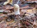 Trichoderma&nbsp;leucopus&nbsp;-&nbsp;Wei�stieliges Pustelkeulchen&nbsp;-&nbsp;Beendorf