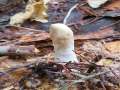 Wei�stieliges Pustelkeulchen