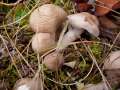 Tricholoma cingulatum - Beringter Erd-Ritterling - Helmstedt