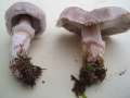 Tricholoma cingulatum - Beringter Erd-Ritterling - Helmstedt
