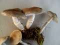 Tricholoma&nbsp;cingulatum&nbsp;-&nbsp;Beringter Erdritterling&nbsp;-&nbsp;Helmstedt