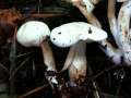 Tricholoma&nbsp;lascivum&nbsp;-&nbsp;Wiederlicher Ritterling&nbsp;-&nbsp;H�dingen