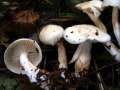 Tricholoma&nbsp;lascivum&nbsp;-&nbsp;Wiederlicher Ritterling&nbsp;-&nbsp;H�dingen