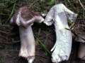 Tricholoma sciodes - Schrflicher Ritterling - Hdingen
