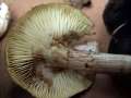 Tricholoma saponaceum - Seifenritterling - Hdingen