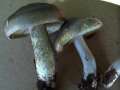 Tricholoma saponaceum - Seifenritterling - Hdingen