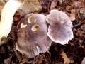 Tricholoma&nbsp;portentosum&nbsp;-&nbsp;Schwarzfaseriger Ritterling&nbsp;-&nbsp;H�dingen