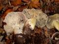 Tricholoma&nbsp;portentosum&nbsp;-&nbsp;Schwarzfaseriger Ritterling&nbsp;-&nbsp;H�dingen