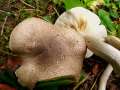 Tricholoma argyraceum - Gilbender Erd-Ritterling - Hdingen