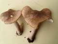 Tricholoma argyraceum - Gilbender Erd-Ritterling - Hdingen