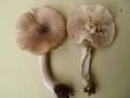 Tricholoma argyraceum - Gilbender Erd-Ritterling - Hdingen