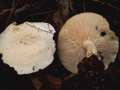 Tricholoma lascivum - Wiederlicher Ritterling;Unverschmter Ritterling - Hdingen