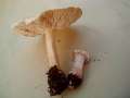 Tricholoma lascivum - Wiederlicher Ritterling;Unverschmter Ritterling - Hdingen