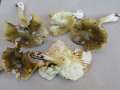 Tricholoma sejunctum var.fagetorum - Grngelber Ritterling - Hdingen