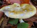 Tricholoma sejunctum var.fagetorum - Grngelber Ritterling - Hdingen
