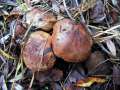 Tricholoma&nbsp;populinum&nbsp;-&nbsp;Pappel-Ritterling&nbsp;-&nbsp;Hohenwarthe