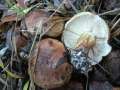 Tricholoma populinum - Pappel-Ritterling - Hohenwarthe