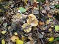 Tricholoma frondosae - Zitterpappel - Grnling - Walbeck