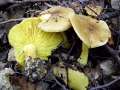 Tricholoma frondosae - Zitterpappel - Grnling - Walbeck