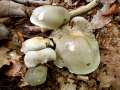 Tricholoma saponaceum - Seifen -Ritterling - Walbeck