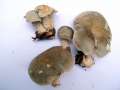 Tricholoma saponaceum - Seifen -Ritterling - Walbeck
