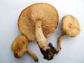 Tricholoma lascivum - Unverschmter Ritterling - Walbeck