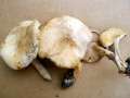 Tricholoma lascivum - Unverschmter Ritterling - Walbeck