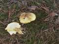 Tricholoma equestre - Grnling - Walbeck