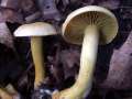 Tricholoma sulphureum - Schwefel -Ritterling - Weferlingen-Walbeck